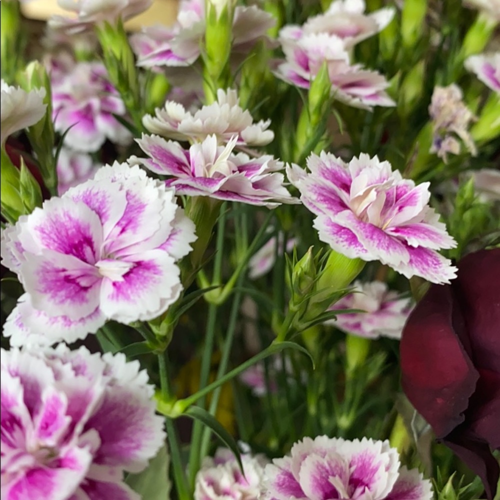 Meet your Posher, Ela